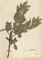 藏品(魯花樹)的圖片